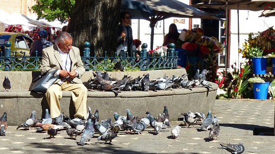 Cuenca, Ecuador - December 26, 2019: Elderly man feeds pigeons at the square of Flower market in Cuenca