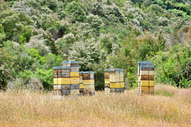 Beehives with Manuka Clad Hills in Summer Beehives Stacked High with Supers Collecting Manuka Honey in Summer with the White Flowering Manuka Clad Hills in the Background. clad stock pictures, royalty-free photos & images