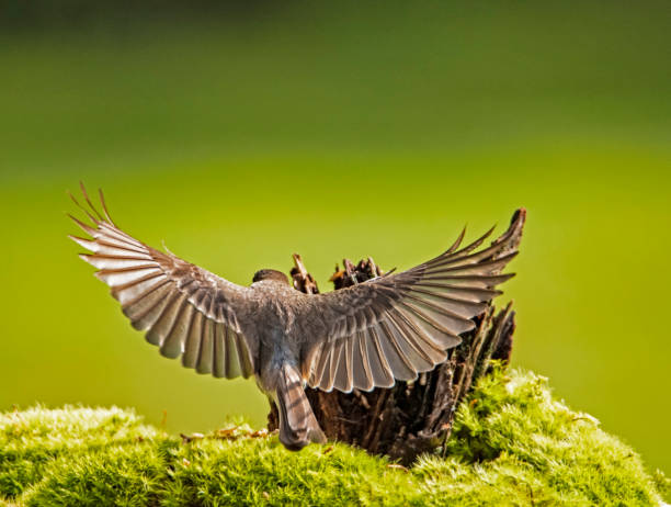istock Mockingbird spreads his wings in flight. 1206124522