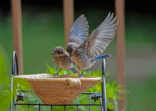 istock Two young Bluebirds learning how to drink water. 1206127734