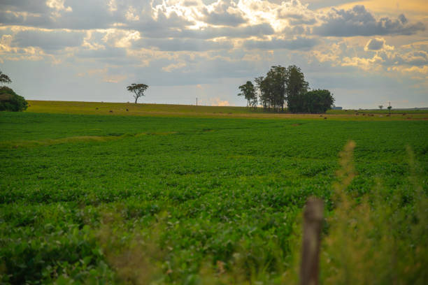 istock Rural farm and Cumulonimbus clouds 1206128710
