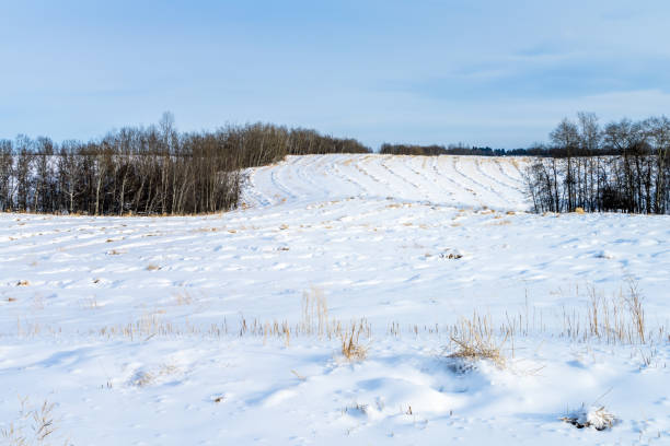istock Canola windrow swath covered with snow in winter 1206130135