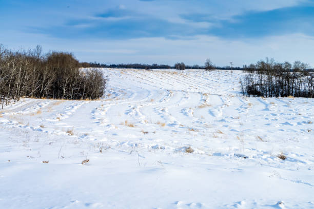 istock Canola windrow swath covered with snow in winter 1206130173