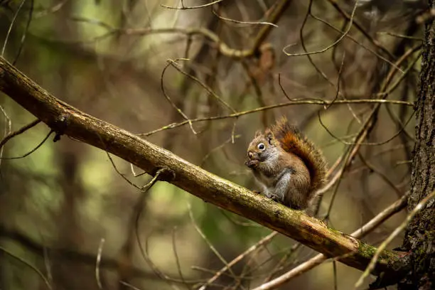 Photo of A squirrel on a tree