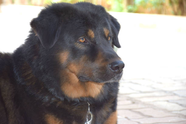 istock Tibetan mastiff Dog breed 1206131799