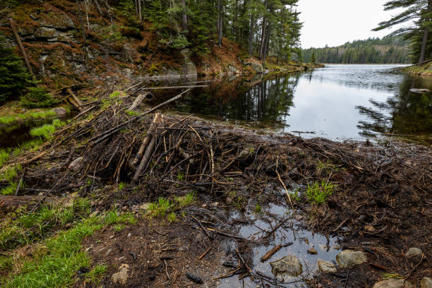 A Beaver Dam in the wilderness of Algonquin in Canada A Beaver Dam in the wilderness of Algonquin in Canada beaver dam stock pictures, royalty-free photos & images