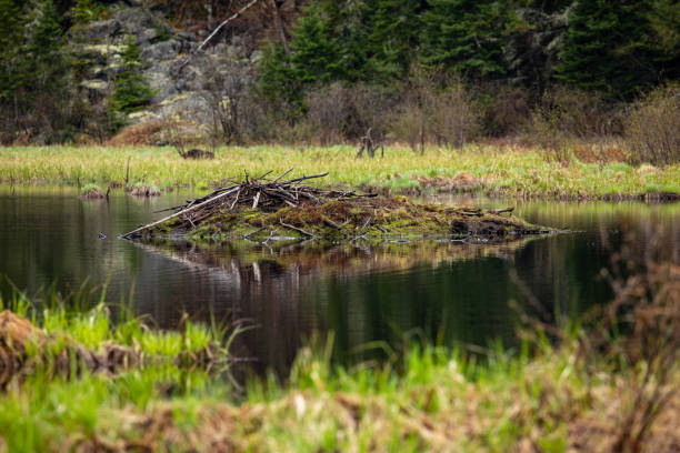 A Beaver Dam in the wilderness of Algonquin in Canada A Beaver Dam in the wilderness of Algonquin in Canada beaver dam stock pictures, royalty-free photos & images