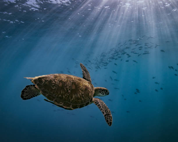 istock Turtle Gliding the Blue under the perfect light 1206138616