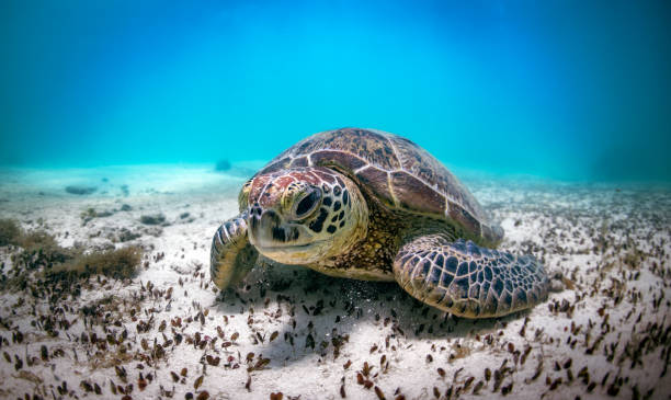 istock Turtle Rests at the Button of the sea 1206138653