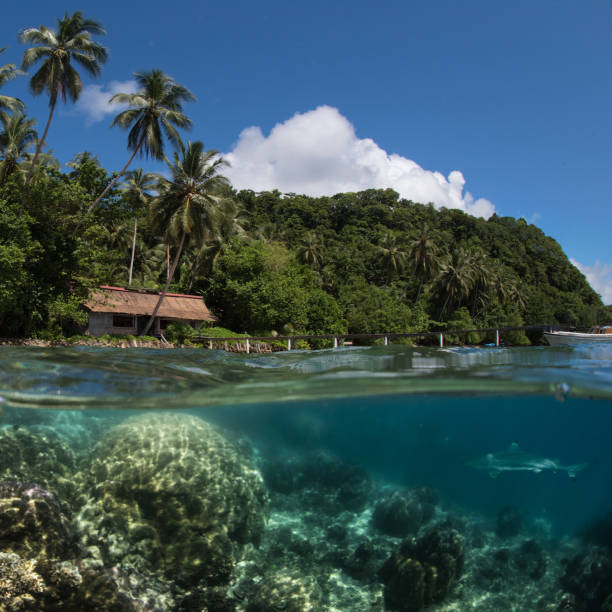 istock Solomon Islands Shark and Hut 1206138739