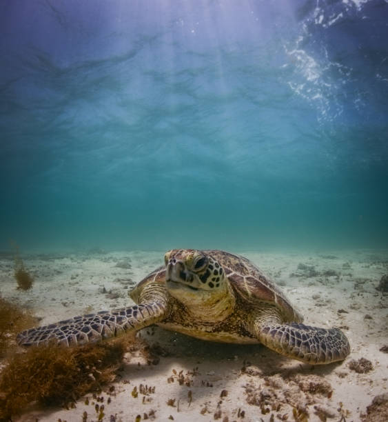 istock Turtle Rests at the Button of the sea 1206138786