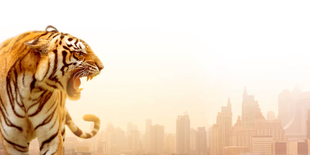 The great tiger On the city background