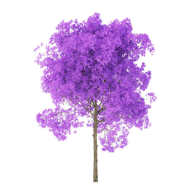 istock Tree on a white background. Tree with purple foliage. Clipping path included. 3D rendering. 1206143529