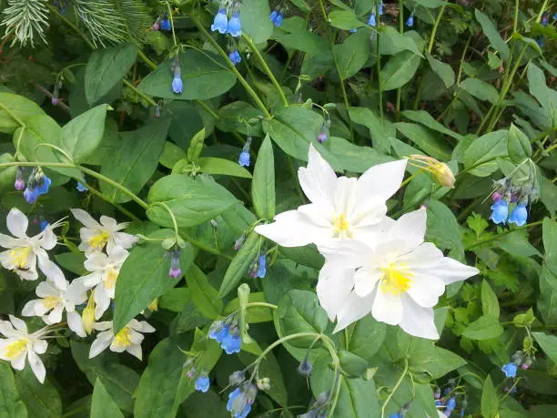 Photo of White Columbine Flowers, Cedar Breaks, Utah