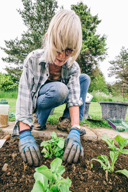 istock Healthy plants and good soil just need sun and water 1206144567