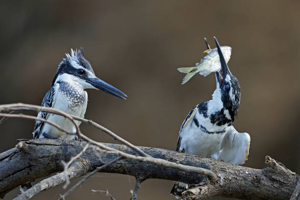 istock Pied kingfisher (Ceryle rudis) 1206144612