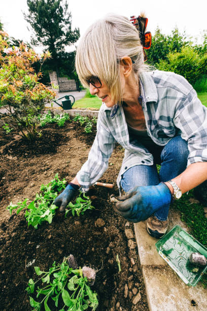 istock Healthy plants and good soil just need sun and water 1206149337