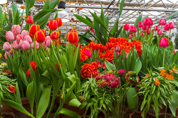 istock Beautiful bright colorful tulips 1206150245