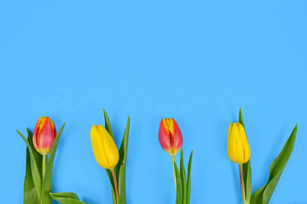 istock Yellow and orange Tulip spring flowers layed on bright blue background with blank copy space 1206152320