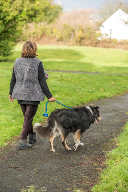 istock Senior Hispanic woman with border collie 1206152578