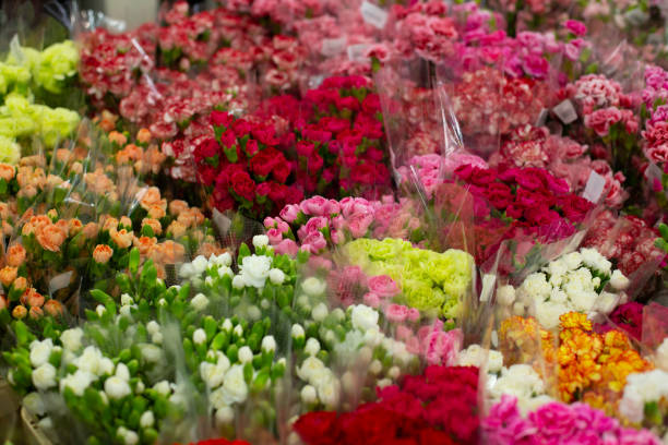 istock Multi-colored carnation flower, dianthus, red, pink, yellow, white, orange. Wholesale floristic base, shop with flowers for Valentine's Day on February 14 or International Women's Day on March 8. 1206156530