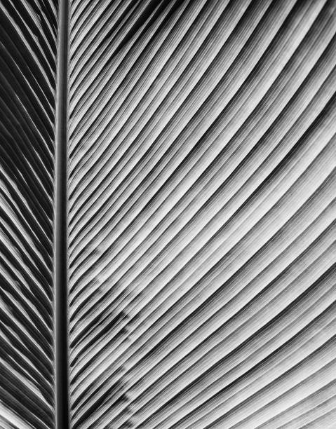 istock abstract black and white striped, close up of tropical leaf 1206156596