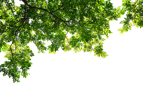istock green leaf and branch isolated on white background 1206156602
