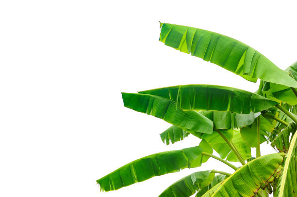 tropikalny liść bananowca wyizolowany na białym tle - banana leaf plant tree fruit zdjęcia i obrazy z banku zdjęć