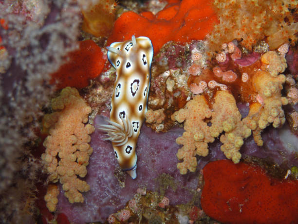 istock Sea slug against a colorful coral background 1206156764