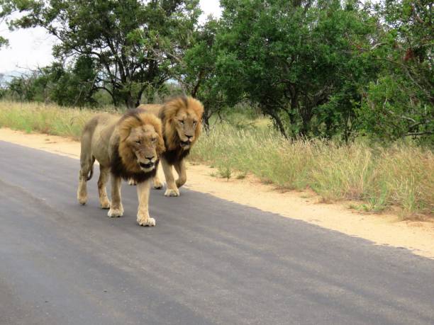 istock Two male lions 1206157428