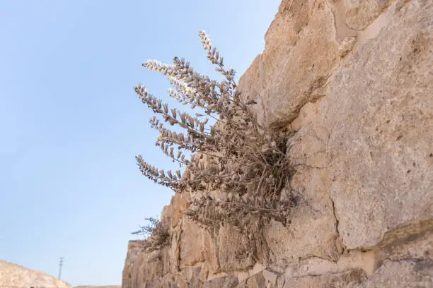 Sun-dried wildflowers growing from a wall in the courtyard of the exhibit of the Museum of the Good Samaritan near Jerusalem in Israel
