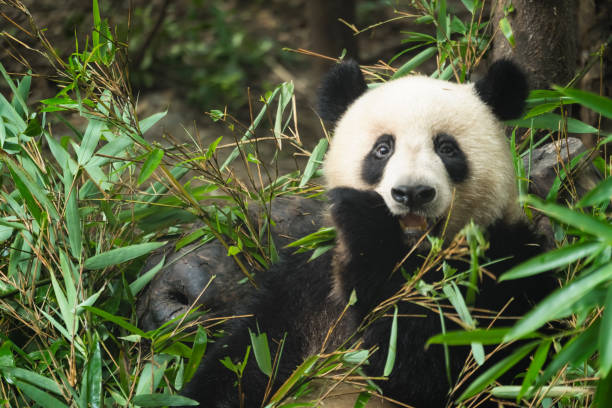 istock Giant panda eating bamboo leaves 1206157865