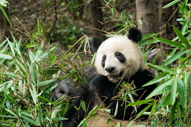 istock Giant panda eating bamboo leaves 1206157908