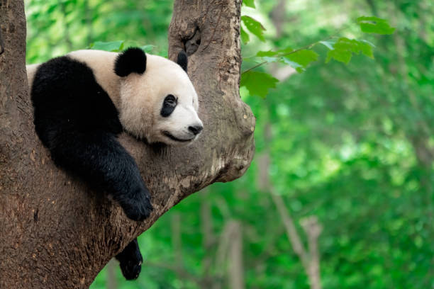 istock Giant panda eating bamboo leaves 1206157933