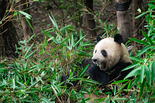 Close-up portrait of a Giant panda eating a bamboo leaves in national park