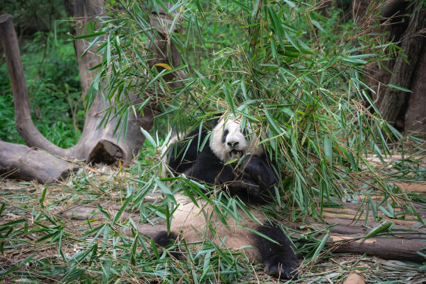 istock Giant panda eating bamboo leaves 1206157989