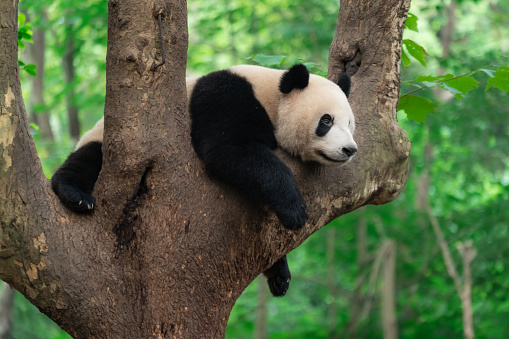 Portrait of a Giant panda resting on a tree branch in national park