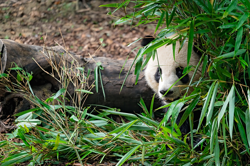 Close-up portrait of a Giant panda hiding behind bamboo leaves in national park