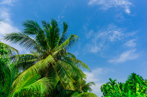 Coconut palm trees and blue sky background