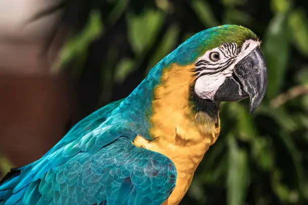 A large pet parrot at a tropical zoo in Kanchanaburi province in Western Thailand