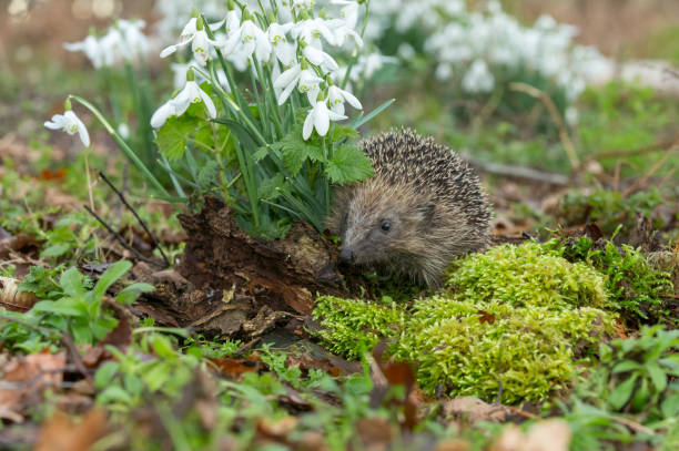 Hedgehog, wild, native, European hedgehog in natural woodland habitat with snowdrops, nettles and green moss. Hedgehog, (Scientific name: Erinaceus Europaeus) Wild, native, European hedgehog facing left in natural woodland habitat in Spring with green moss, nettles and Snowdrops.  Horizontal. Space for copy. snowdrops in woodland stock pictures, royalty-free photos & images