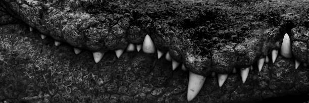 istock White teeth of a large crocodile 1206160801