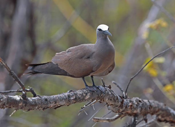 Brown Noddy Brown Noddy (Anous stolidus pileatus) adult standing on dead branch"n"nIle aux Cocos, Rodrigues, Mauritius           December brown noddy stock pictures, royalty-free photos & images