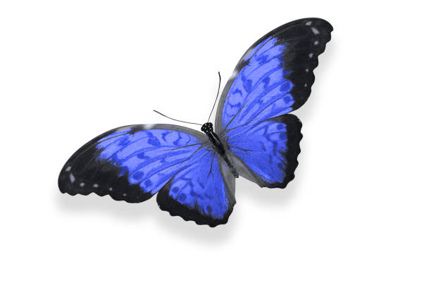 istock tropical blue butterfly. isolated on white 1206161295