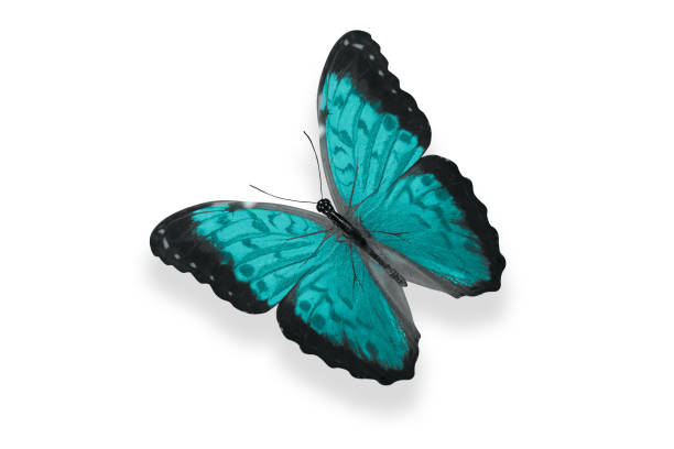 istock tropical blue butterfly. isolated on white 1206161301