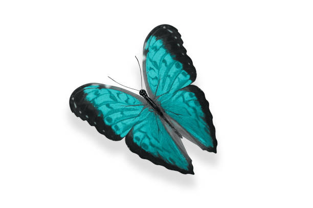 istock tropical blue butterfly. isolated on white 1206161308