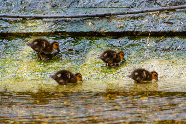istock Four ducklings playing on the waterside 1206162514