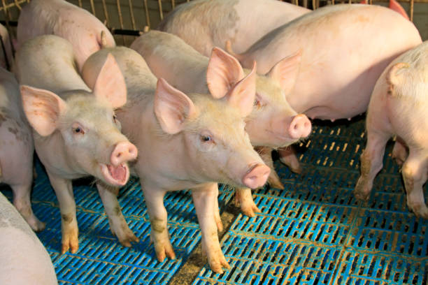 istock Lean hogs in a farm, closeup of photo 1206165530