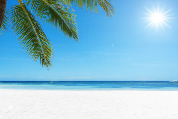istock Exotic white sand beach with palm leaves and sun 1206166295