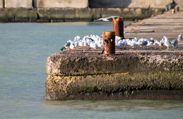 istock green-head duck between seagulls on the berth 1206166304